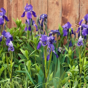6 Pcs 23.6”Artificial Iris Flowers Real Touch Faux Long Stems Fake Purple Iris Flower Arrangements for Decoration Wedding Bridal Home Kitchen Party Decor Real Looking Flower Arrangements