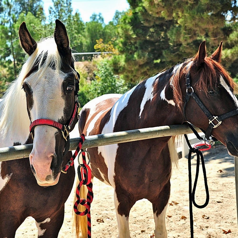 Injuries Preventing Tether Tie - Portable, Versatile & Reusable Breakaway Horse Tie, Quick Release Under Heavy Pressure w/ 5 Loop Settings, Multi-Purpose Clip (2 pcs Black)