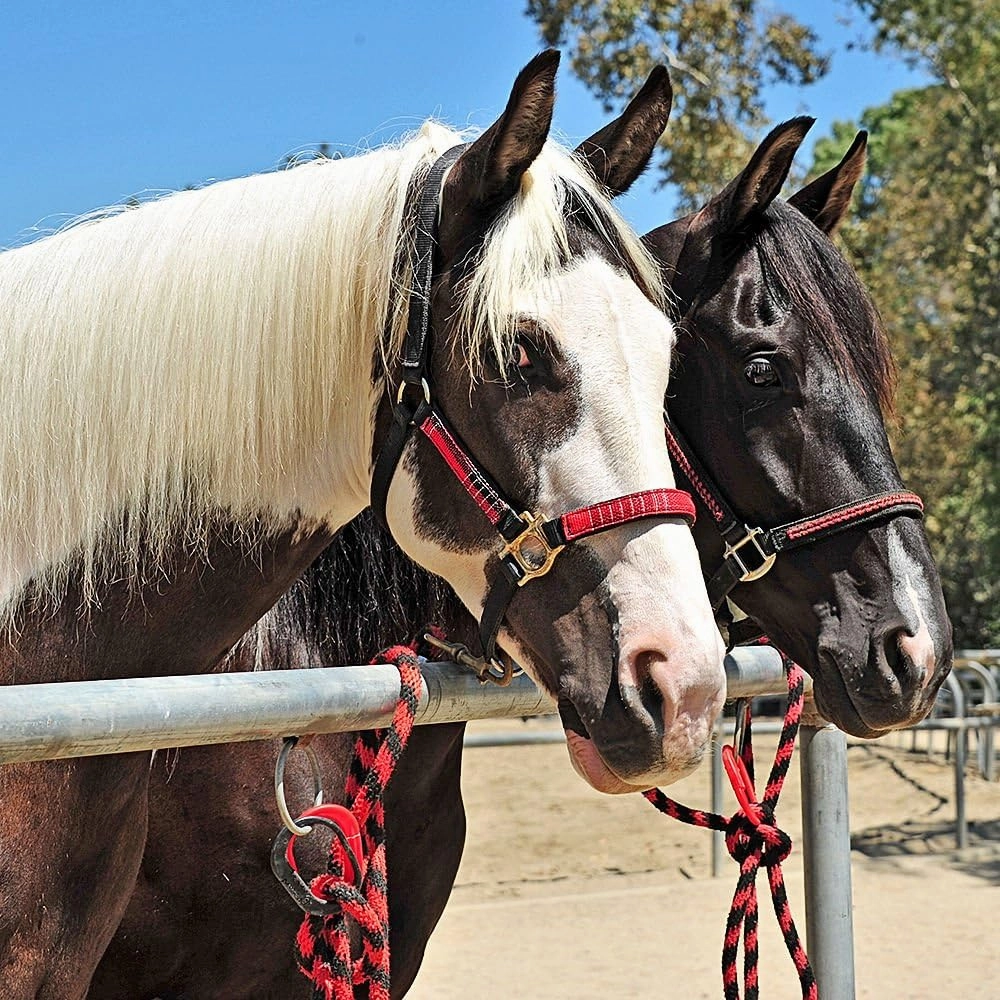 Injuries Preventing Tether Tie - Portable, Versatile & Reusable Breakaway Horse Tie, Quick Release Under Heavy Pressure w/ 5 Loop Settings, Multi-Purpose Clip (2 pcs Black)