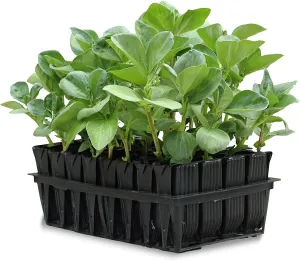 Tierra Garden 50-9000 Haxnicks Rootrainers Seed and Cutting Propagation Kit - Deep